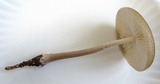 Oudemansiella furfuracea image