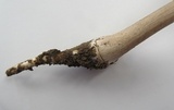Oudemansiella furfuracea image