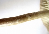 Oudemansiella furfuracea image