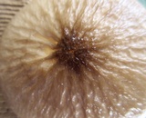 Oudemansiella furfuracea image