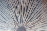 Oudemansiella furfuracea image