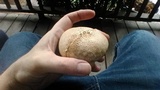 Calvatia cyathiformis image