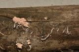 Xylaria cubensis image