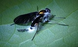 Furia ithacensis image