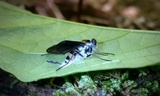 Furia ithacensis image