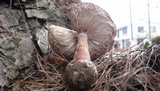 Amanita brunneolocularis image