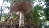 Amanita brunneolocularis image