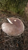 Amanita brunneolocularis image