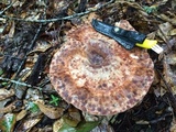 Laetiporus persicinus image
