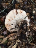 Laetiporus persicinus image