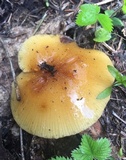 Flammulina populicola image