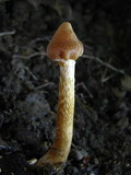 Cortinarius distans image