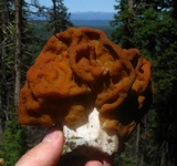 Gyromitra montana image