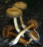 Cortinarius distans image