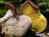 Rugosomyces onychinus image