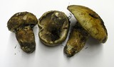 Cortinarius ponderosus image