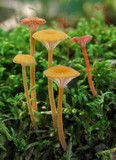 Rickenella fibula image