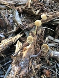 Kuehneromyces lignicola image