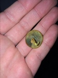 Psilocybe subaeruginosa image