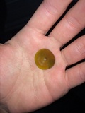 Psilocybe subaeruginosa image