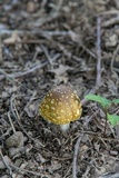 Amanita flavorubens image