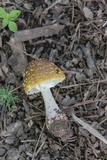 Amanita flavorubens image