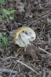 Amanita flavorubens image