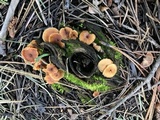 Xeromphalina enigmatica image