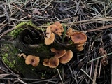 Xeromphalina enigmatica image