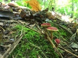 Hortiboletus campestris image