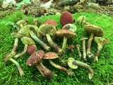 Hortiboletus campestris image