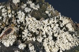 Ceratiomyxa fruticulosa var. fruticulosa image