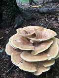 Bondarzewia berkeleyi image