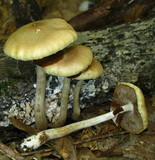 Agrocybe acericola image