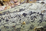 Hypoxylon fragiforme image
