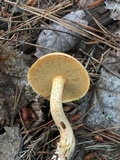 Suillus hirtellus image