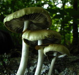 Agrocybe acericola image