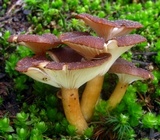 Clitocybe squamulosa var. montana image