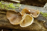 Peziza repanda image