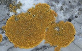Xanthoria elegans image