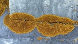 Xanthoria elegans image