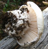 Hygrophorus subalpinus image