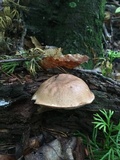 Tylopilus felleus image