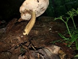 Tylopilus felleus image