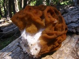 Gyromitra montana image