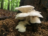 Pleurotus pulmonarius image