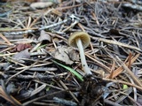 Leptonia undulatella image