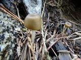 Leptonia undulatella image