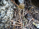 Leptonia undulatella image