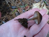 Leptonia undulatella image